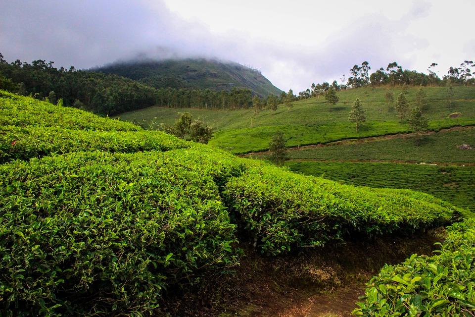 munnar-tour-packages