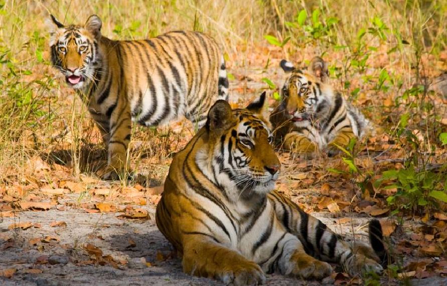 Golden Triangle Tour with Wildlife