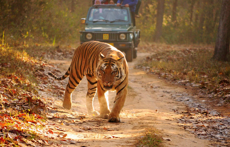 voyage de tigre faune sauvage