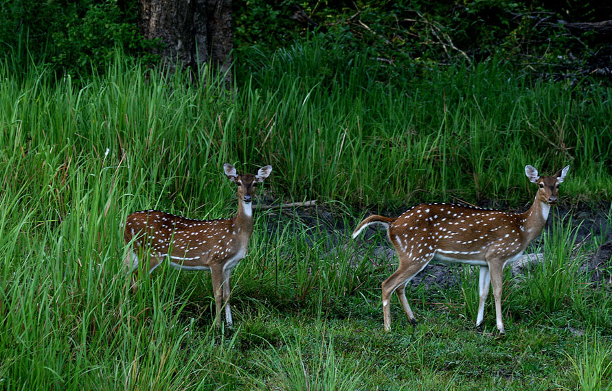 Voyage de la faune de l'Inde du Sud