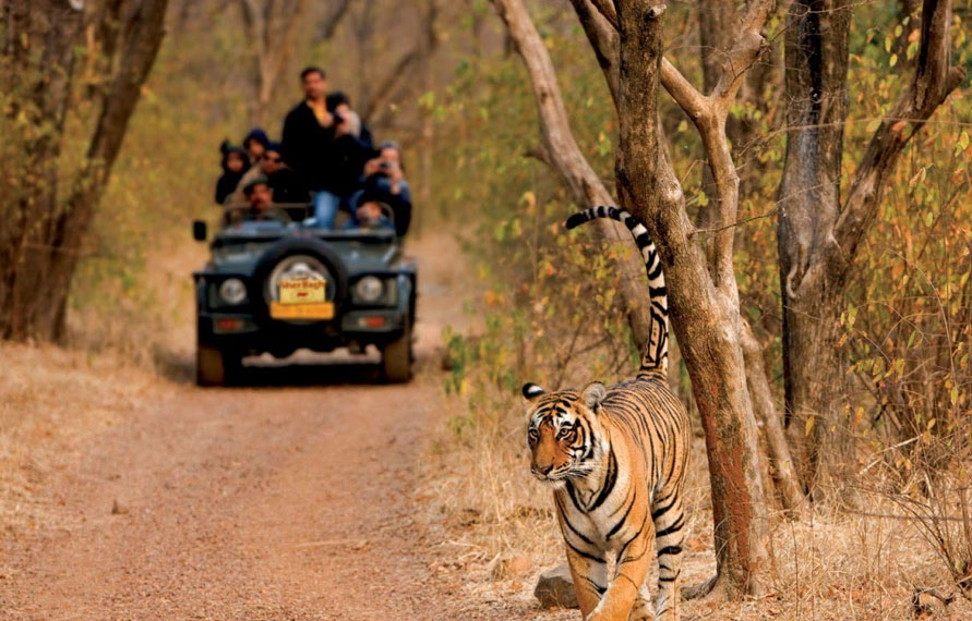 Triangle d'or avec Ranthambore